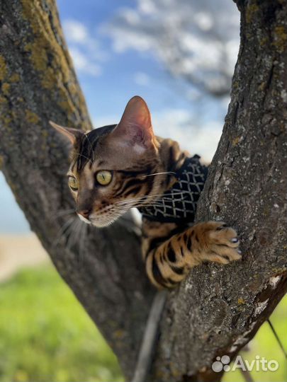 Бенгальский кот вязка
