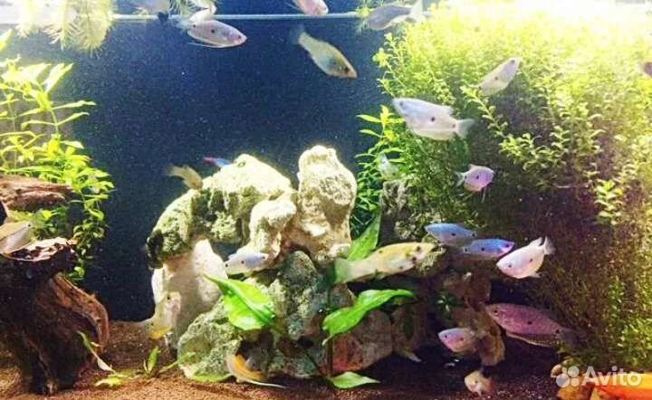 Гурами лунный белый/мрамор. Молли пятнистые.Трава