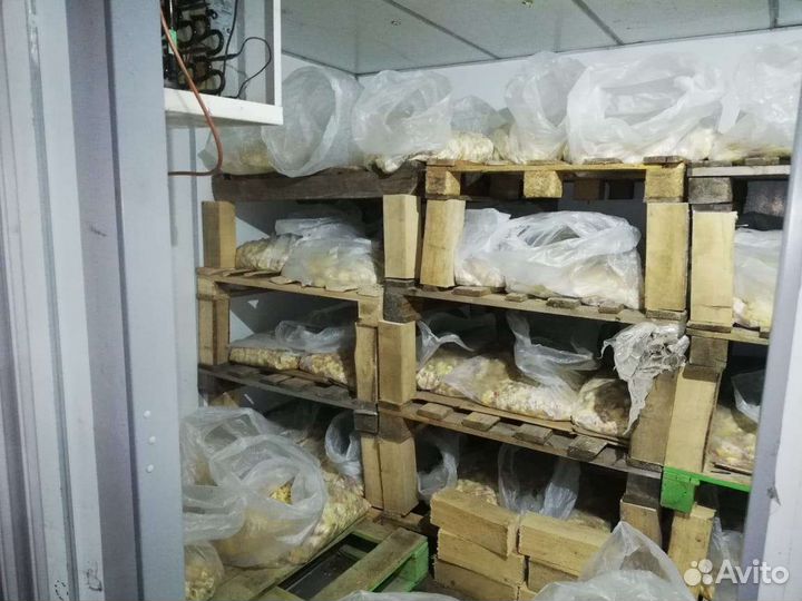 Замороженные суточные цыплята на корм животным