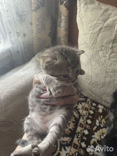 Котята в добрые руки даром