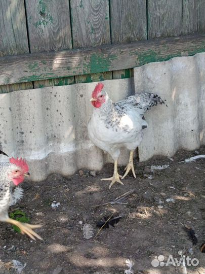 Продам петухов