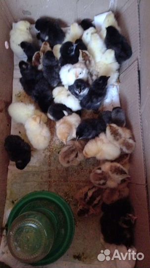 Цыплята суточные