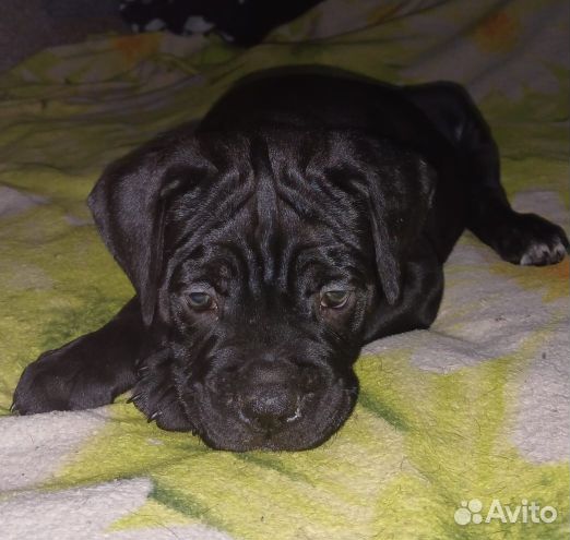 Щенки кане Корсо