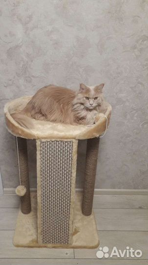 Когтеточка для кошек и котят