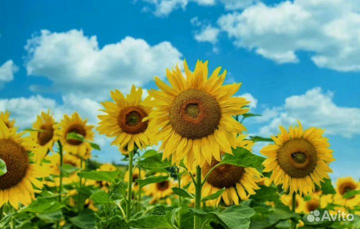 Семена подсолнечника «нс Х 6012» 54