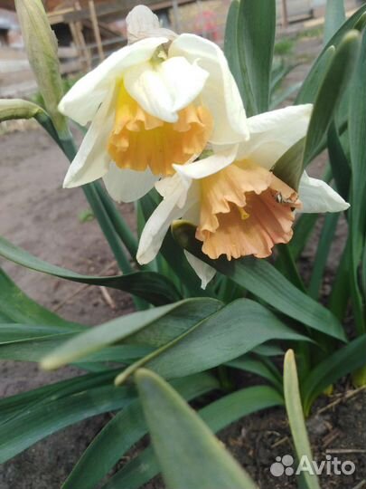 Луковицы нарциссов, тюльпанов, мускарей