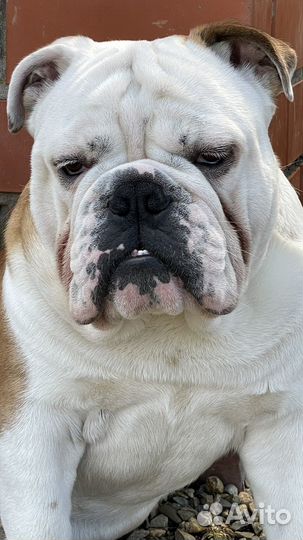 Английский бульдог вязка