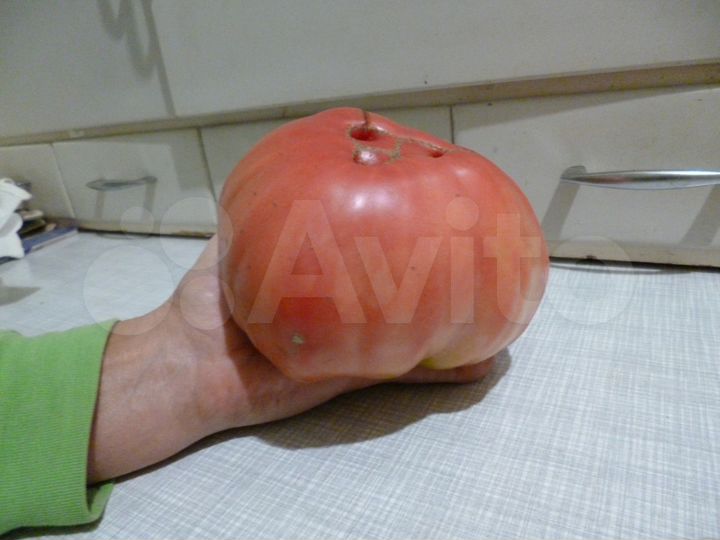 Участок 10 сот. (СНТ, ДНП)