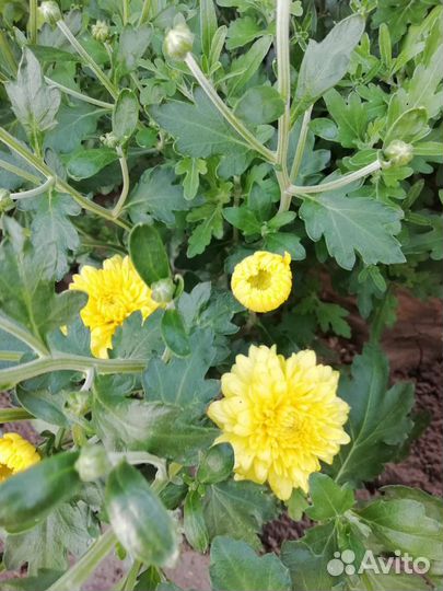 Хризантема корейская