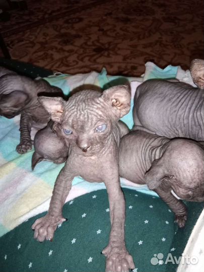 Канадский сфинкс