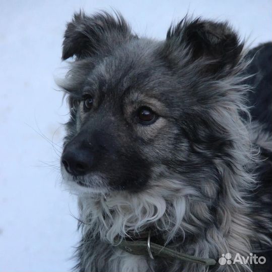 Пёсик