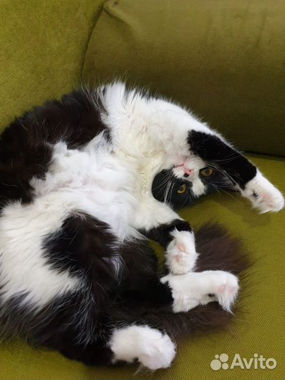 Котенок в добрые руки