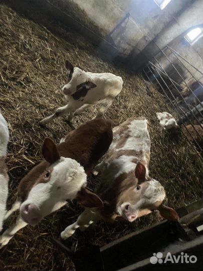 Продам телят