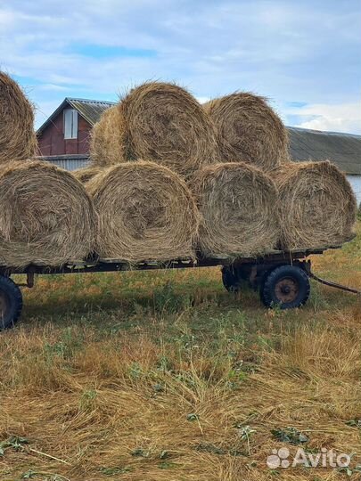 Продам сено в рулонах