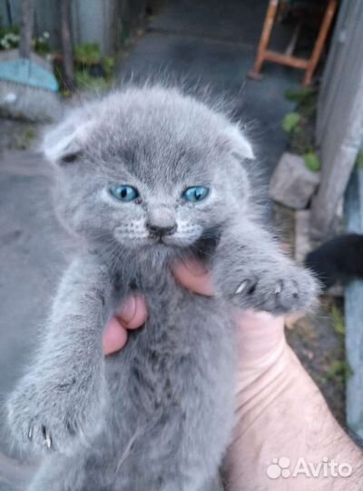 Кошки в добрые руки бесплатно