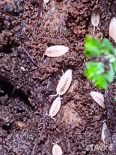 Тропические мокрицы