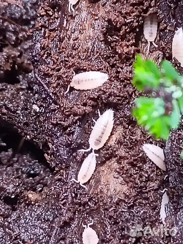 Тропические мокрицы