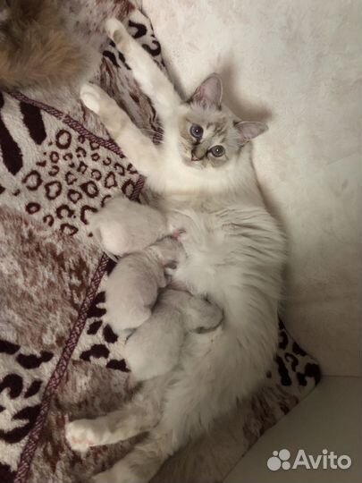 Котята Священная Бирма