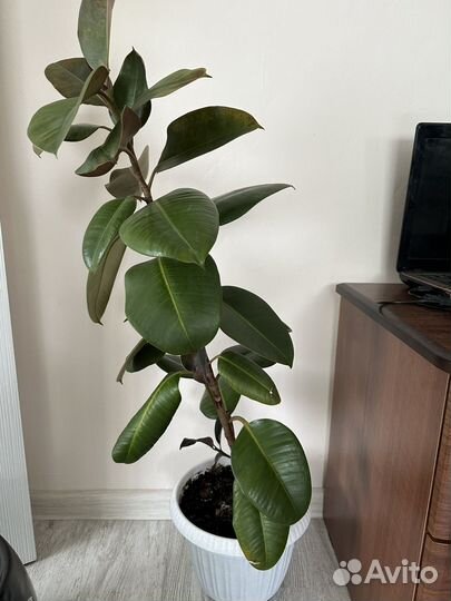 Фикус каучуконосный