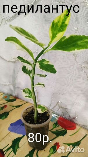 Комнатные растения цветы