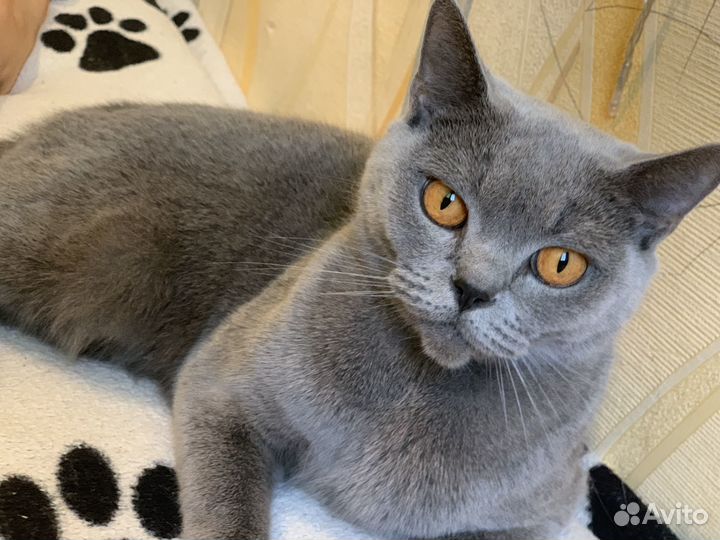 Кошка британка