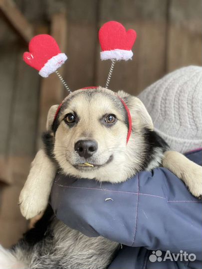 Собака в добрые руки щенок