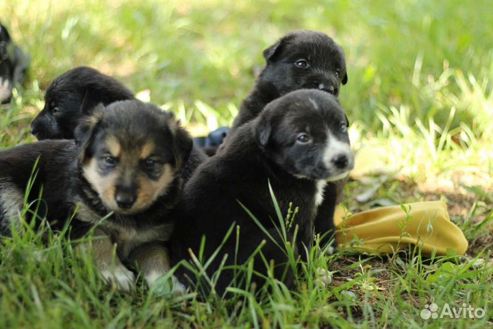 Щенки в добрые руки
