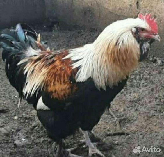 Инкуб. яйцо и петушки Фавероль,Маран,Ухейилюй