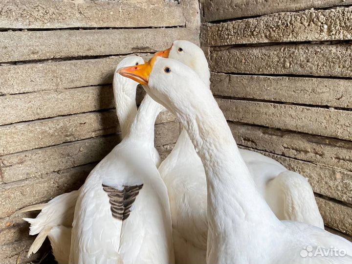 Продам гусей