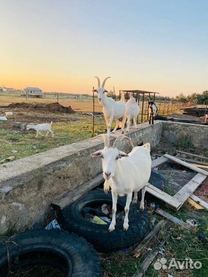 Дойные козы и козлята