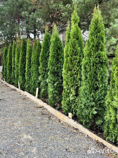 Туя Смарагд для живой изгороди