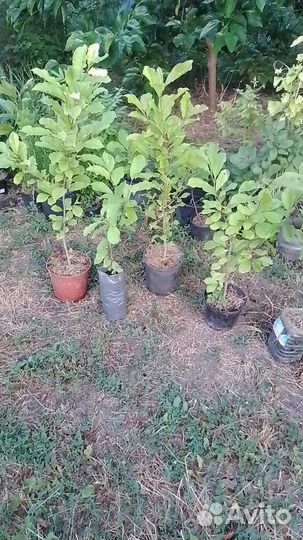 Магнолия кобус