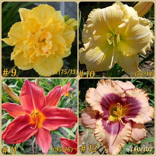 Лилейники разные сорта