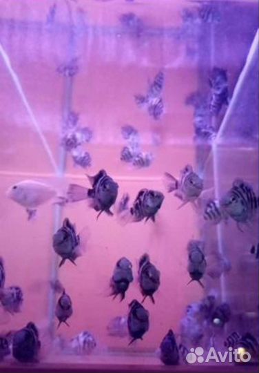 Аквариумные рыбки и растения в магазине м.Беляево