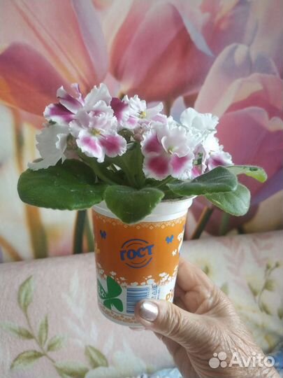 Комнатные цветы