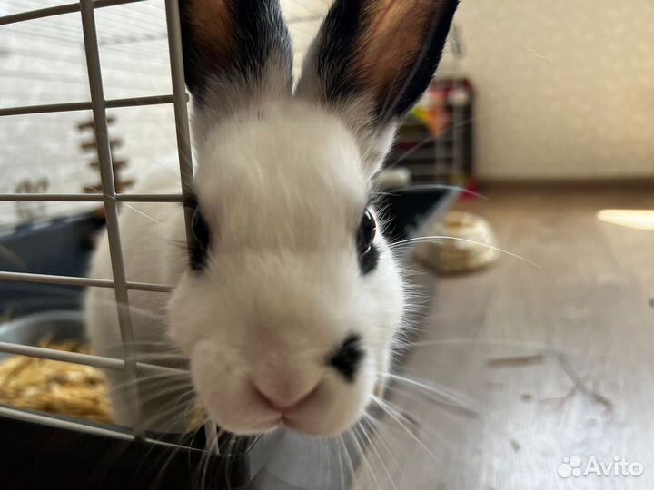 Декоративные кролик