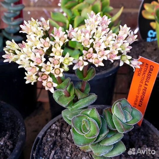 Крассула Спринг Тайм