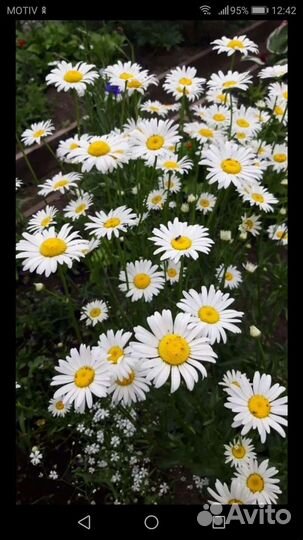 Ромашка садовая