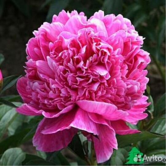 Пион «Александр Флеминг»