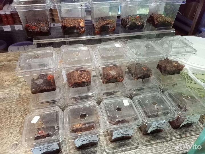 Крабы, много видов магазин у метро Беляево