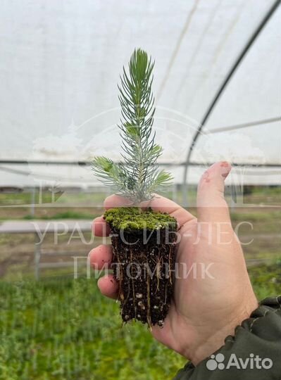 Голубая ель зкс сеянцы