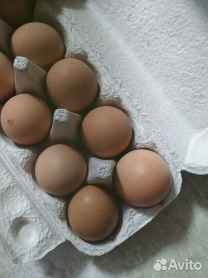 Яйцо домашнее