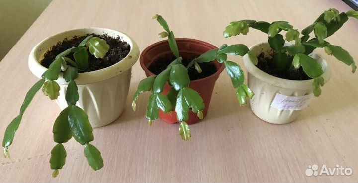 Цветок декабрист розовый