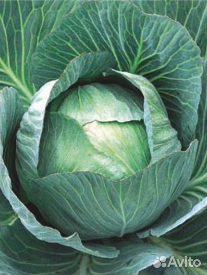 Семена Капусты 