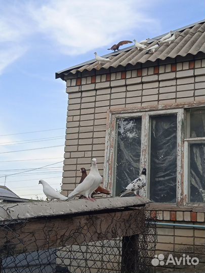 Бакинские голуби