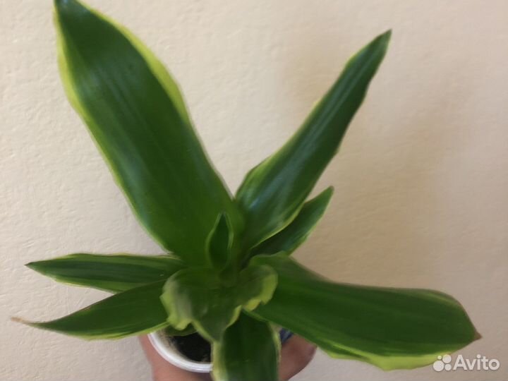 Пальмы. Фикусы. Молочаи