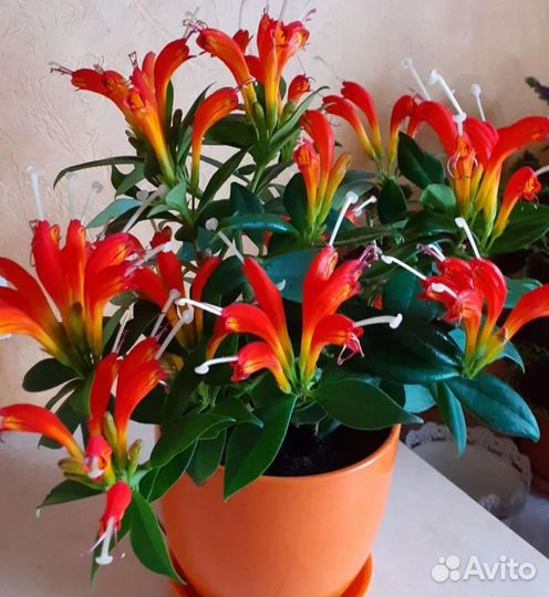 Эсхинантус, Жар Птица