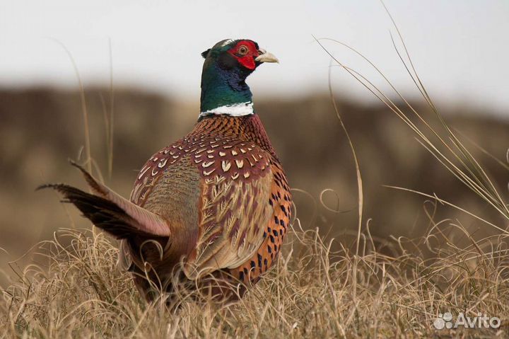 Фазаны охотничьи