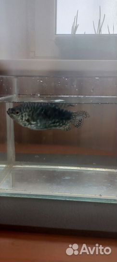 Гурами мраморная