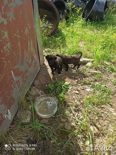 Щенок в добрые руки